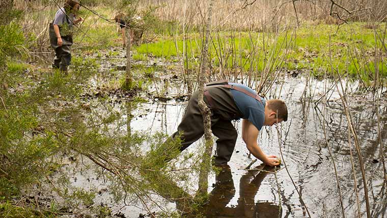 Biology students search for amphibian life in swampy waters during a field activity.