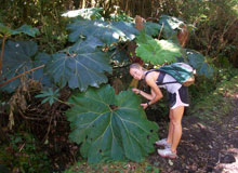 A student takes biological samples from under a large tree in Costa Rica